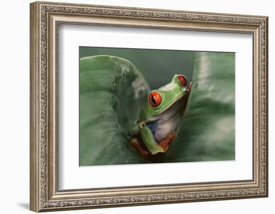 Agalychnis Callidryas-DLILLC-Framed Photographic Print