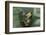 Agalychnis Callidryas-DLILLC-Framed Photographic Print