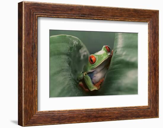 Agalychnis Callidryas-DLILLC-Framed Photographic Print