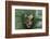 Agalychnis Callidryas-DLILLC-Framed Photographic Print