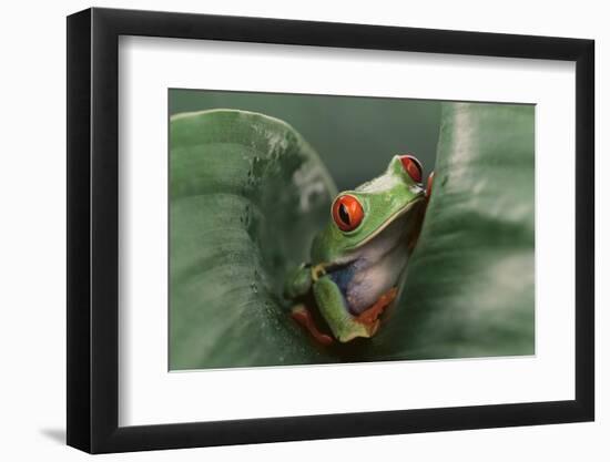 Agalychnis Callidryas-DLILLC-Framed Photographic Print