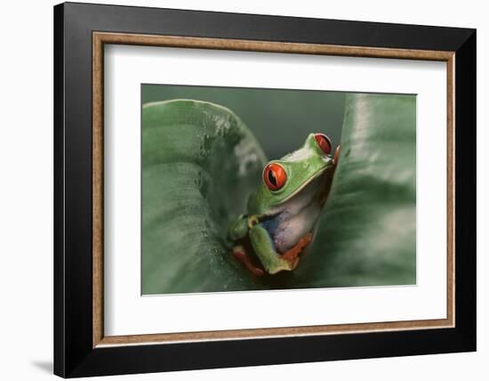 Agalychnis Callidryas-DLILLC-Framed Photographic Print