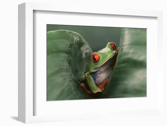 Agalychnis Callidryas-DLILLC-Framed Photographic Print