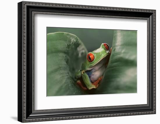 Agalychnis Callidryas-DLILLC-Framed Photographic Print