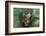 Agalychnis Callidryas-DLILLC-Framed Photographic Print