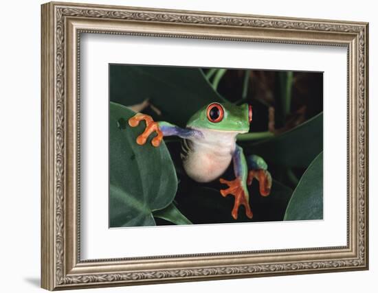 Agalychnis Callidryas-DLILLC-Framed Photographic Print