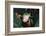 Agalychnis Callidryas-DLILLC-Framed Photographic Print