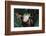 Agalychnis Callidryas-DLILLC-Framed Photographic Print