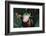 Agalychnis Callidryas-DLILLC-Framed Photographic Print