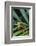 Agalychnis Callidryas-DLILLC-Framed Photographic Print