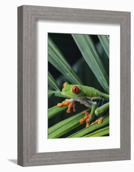 Agalychnis Callidryas-DLILLC-Framed Photographic Print