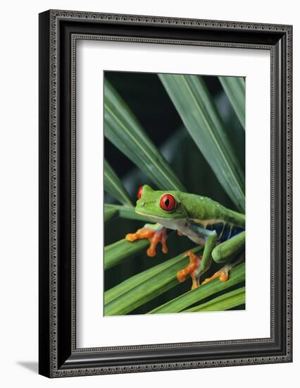 Agalychnis Callidryas-DLILLC-Framed Photographic Print