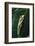 Agalychnis Callidryas-DLILLC-Framed Photographic Print