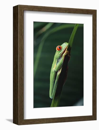 Agalychnis Callidryas-DLILLC-Framed Photographic Print