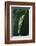 Agalychnis Callidryas-DLILLC-Framed Photographic Print