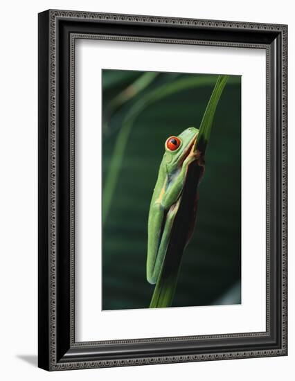 Agalychnis Callidryas-DLILLC-Framed Photographic Print