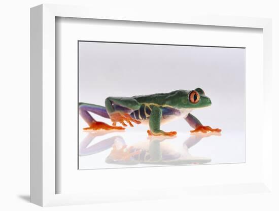 Agalychnis Callidryas-DLILLC-Framed Photographic Print