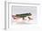 Agalychnis Callidryas-DLILLC-Framed Photographic Print