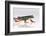 Agalychnis Callidryas-DLILLC-Framed Photographic Print