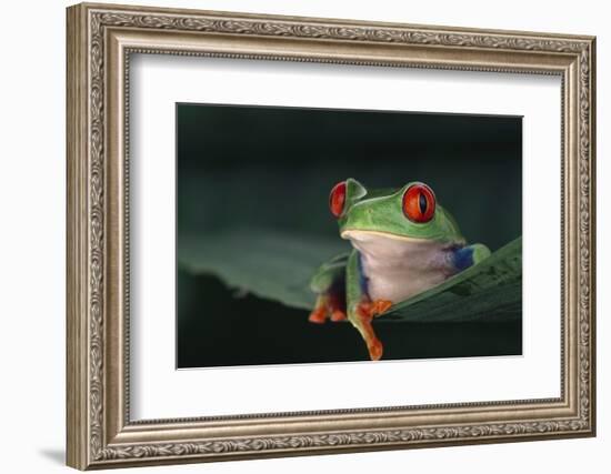 Agalychnis Callidryas-DLILLC-Framed Photographic Print