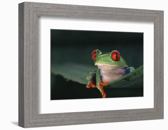 Agalychnis Callidryas-DLILLC-Framed Photographic Print