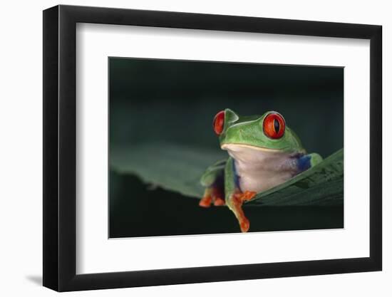 Agalychnis Callidryas-DLILLC-Framed Photographic Print