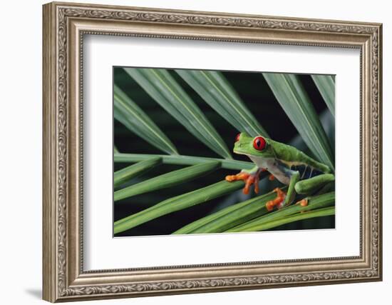 Agalychnis Callidryas-DLILLC-Framed Photographic Print