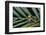 Agalychnis Callidryas-DLILLC-Framed Photographic Print