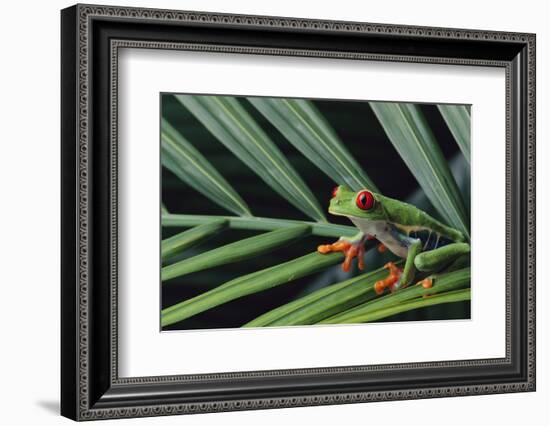 Agalychnis Callidryas-DLILLC-Framed Photographic Print