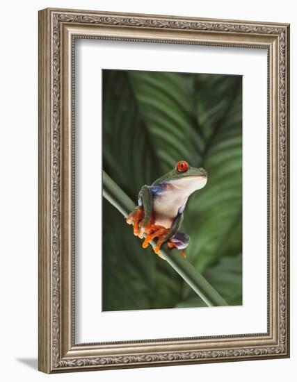 Agalychnis Callidryas-DLILLC-Framed Photographic Print