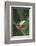 Agalychnis Callidryas-DLILLC-Framed Photographic Print