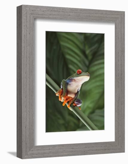 Agalychnis Callidryas-DLILLC-Framed Photographic Print