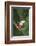 Agalychnis Callidryas-DLILLC-Framed Photographic Print