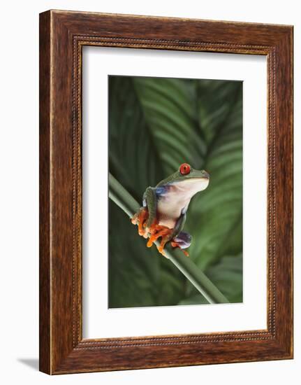 Agalychnis Callidryas-DLILLC-Framed Photographic Print