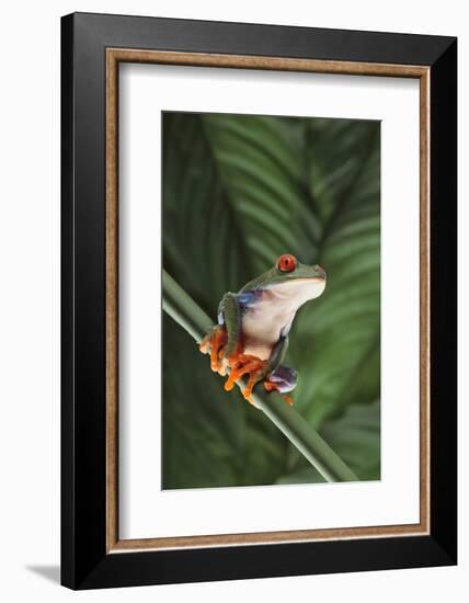 Agalychnis Callidryas-DLILLC-Framed Photographic Print