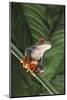 Agalychnis Callidryas-DLILLC-Mounted Photographic Print