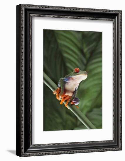 Agalychnis Callidryas-DLILLC-Framed Photographic Print