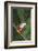 Agalychnis Callidryas-DLILLC-Framed Photographic Print