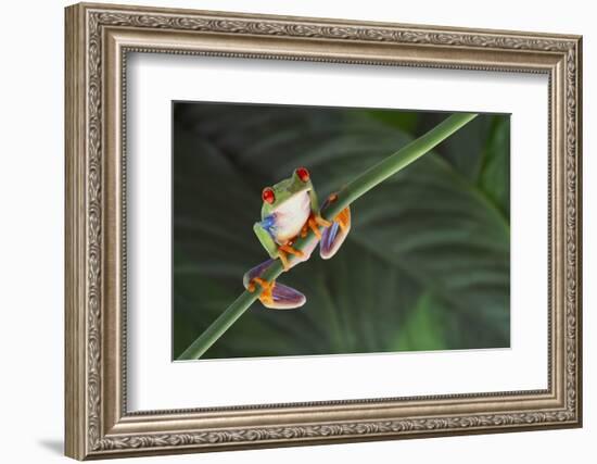 Agalychnis Callidryas-DLILLC-Framed Photographic Print