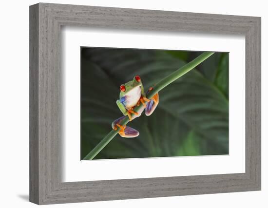 Agalychnis Callidryas-DLILLC-Framed Photographic Print