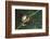 Agalychnis Callidryas-DLILLC-Framed Photographic Print