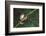 Agalychnis Callidryas-DLILLC-Framed Photographic Print