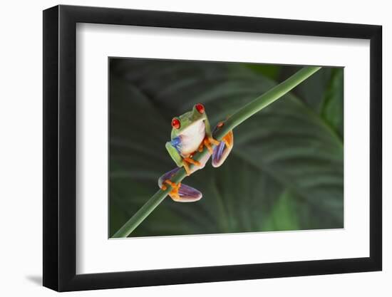 Agalychnis Callidryas-DLILLC-Framed Photographic Print