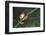 Agalychnis Callidryas-DLILLC-Framed Photographic Print