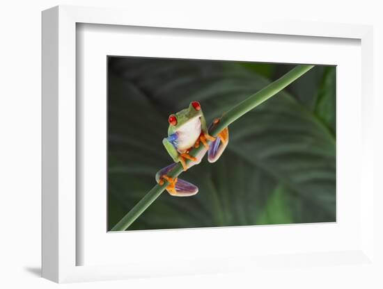 Agalychnis Callidryas-DLILLC-Framed Photographic Print