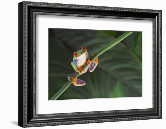 Agalychnis Callidryas-DLILLC-Framed Photographic Print