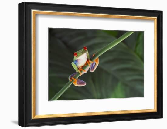 Agalychnis Callidryas-DLILLC-Framed Photographic Print