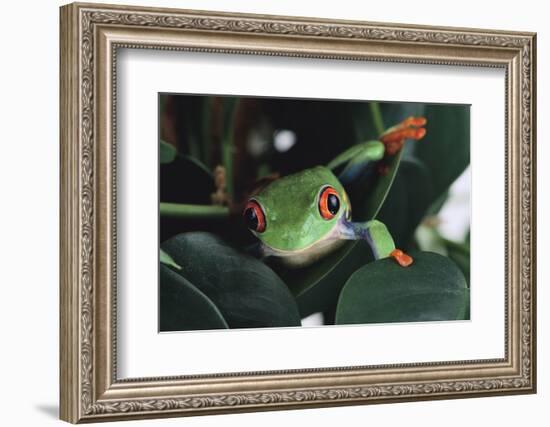 Agalychnis Callidryas-DLILLC-Framed Photographic Print