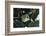 Agalychnis Callidryas-DLILLC-Framed Photographic Print