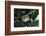 Agalychnis Callidryas-DLILLC-Framed Photographic Print